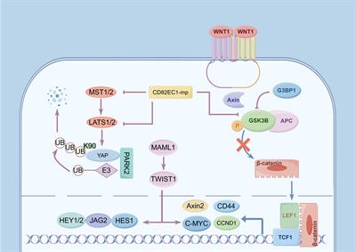 Biomarkers of lymph node metastasis in esophageal cancer